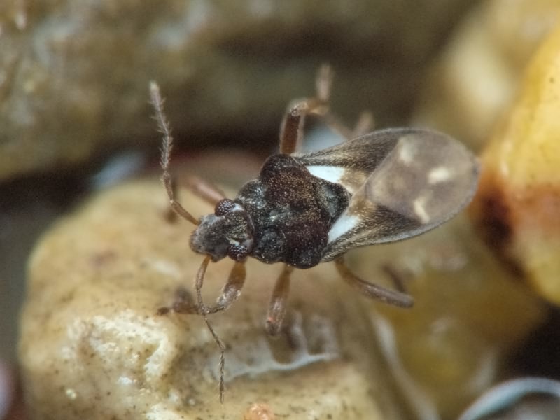 Hebrus pilipes Kanyukova, 1997